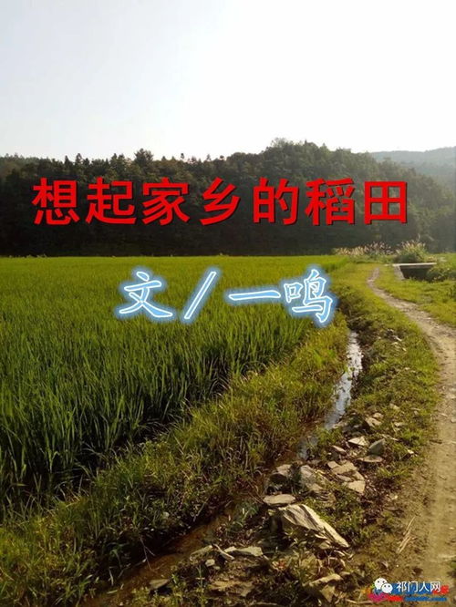 原创荐读丨想起家乡的稻田