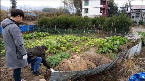 在农村,你家菜园子种植蔬菜,用化肥还是农家肥