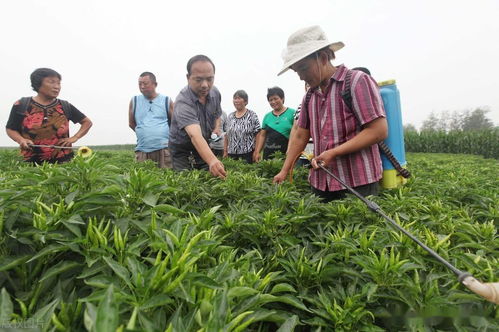 连什么是粪什么是肥都分不清,难怪病虫害多,种啥也长不好