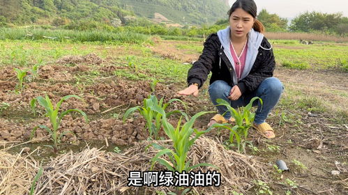 小九真的太操心了,生病了还惦记着玉米要放农家肥,担心影响收成