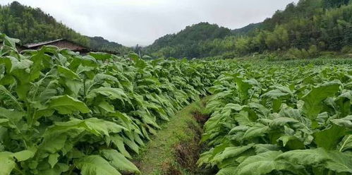 豆见豆必定瘦 谷见谷守着哭 连作种植,真的影响农作物的收成